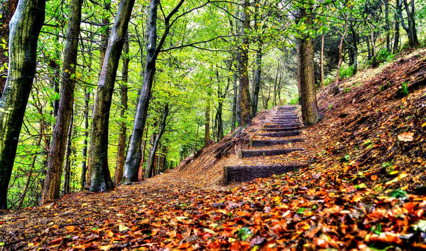 nature, tree, forest, walk, autumn, park, leaf, rietta, fore