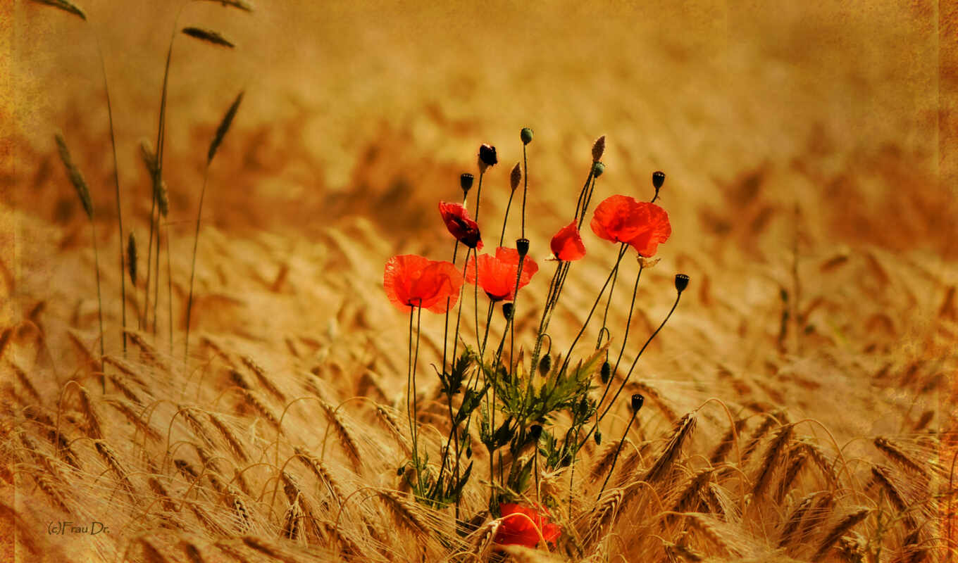 flowers, field, poppy