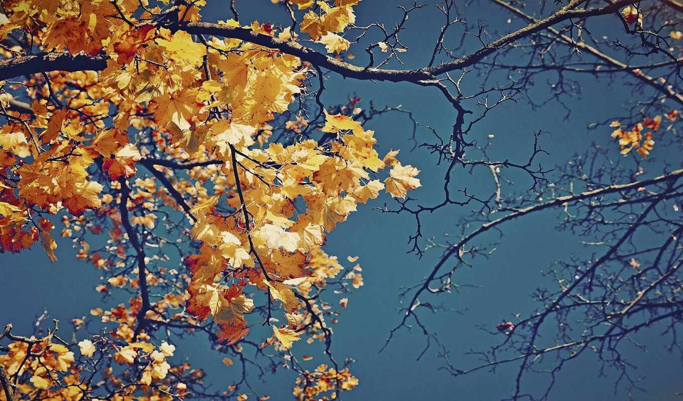 sheet, tree, autumn, crown, branch