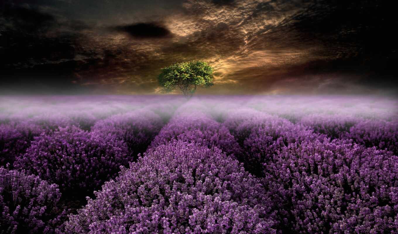 природа, цветы, поле, landscape, lavender, oir