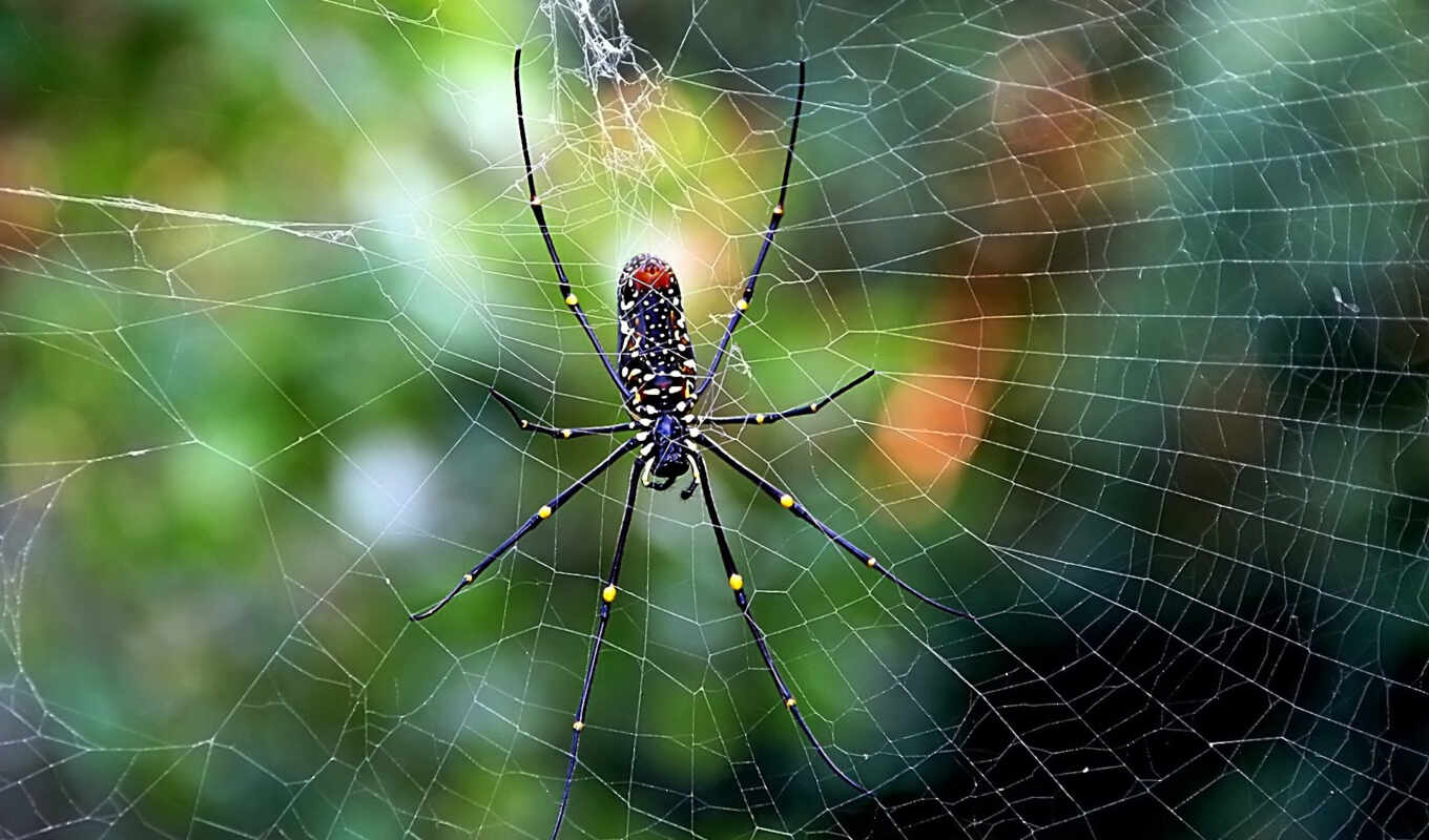 macro, web, spider