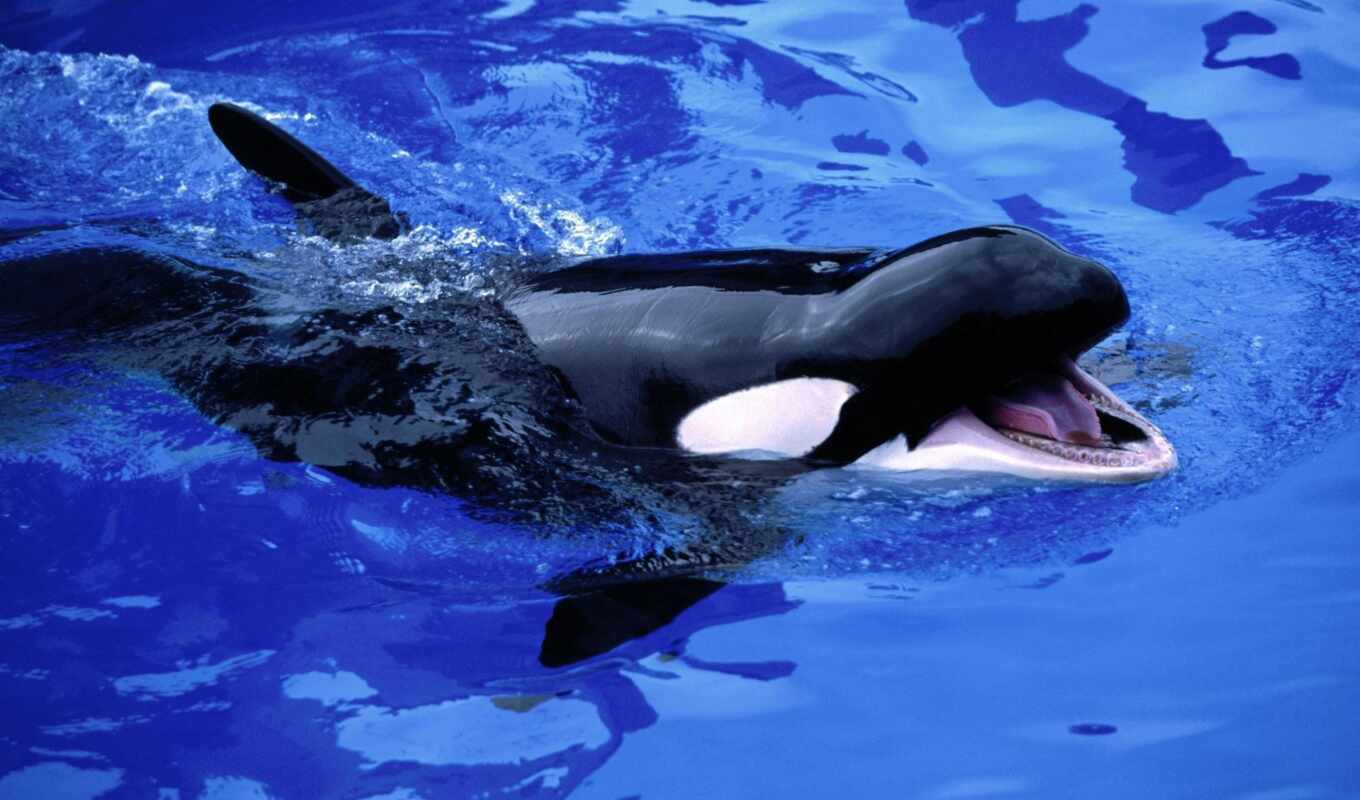 sea, whale, orca, whales, killer, eng, orcinus