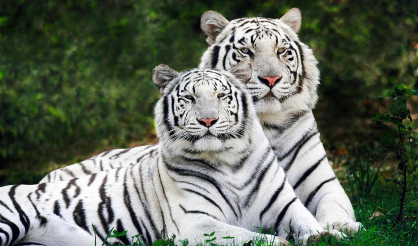white, тигр, дикие, zhivotnye, тигров, альбиносы