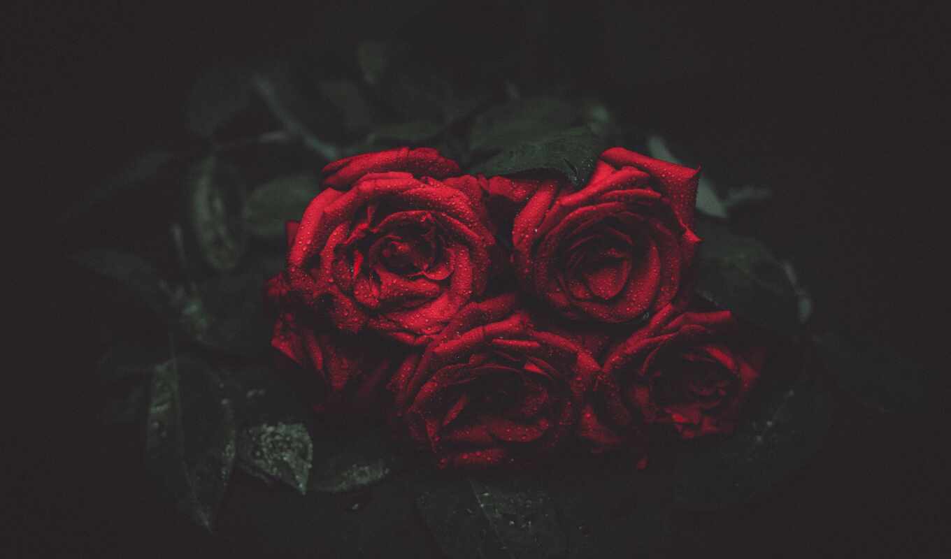 иствуд, цветы, роза, drop, white, еще, красивый, тыс, сорт, ocenka