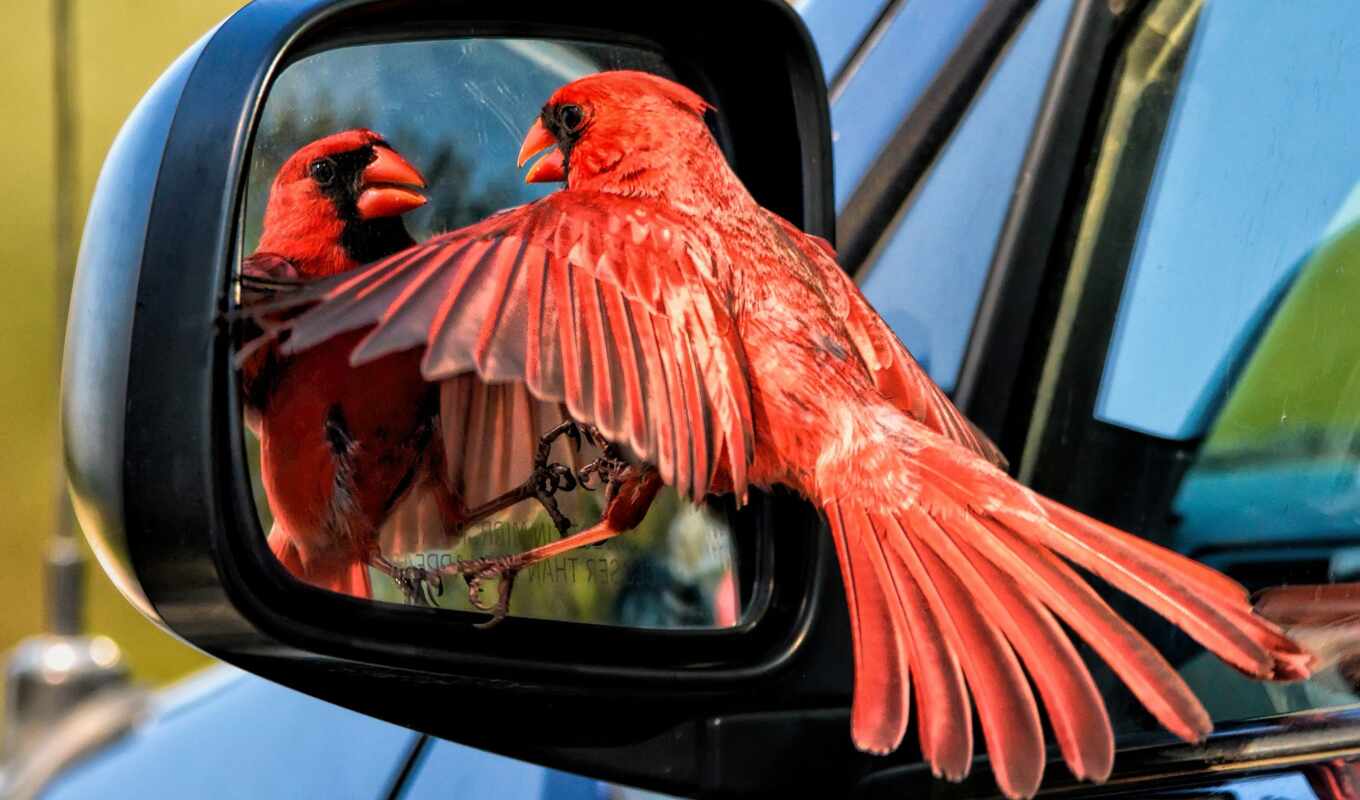 red, mirror, auto, bird, Cardinal, angry, yes, cardinali