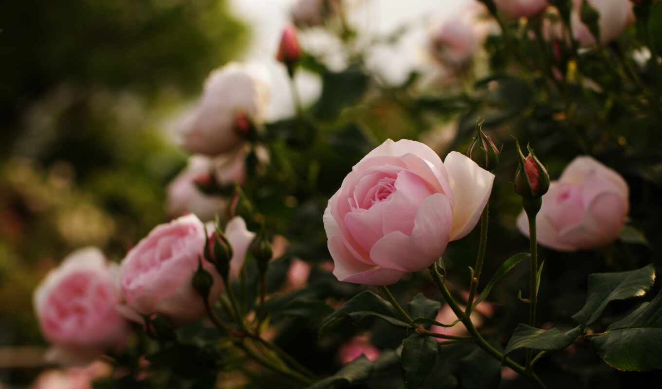 цветы, роза, ipad, лист, мини, garden, розовый, лепесток, бутон, bush, пион