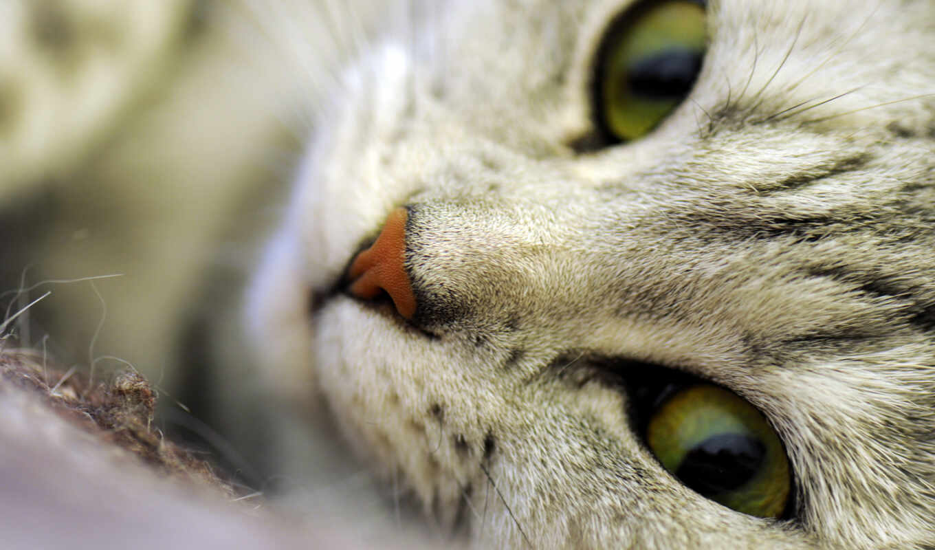 взгляд, глаз, кот, коты, морда, нос, feline, макросъемка, в
