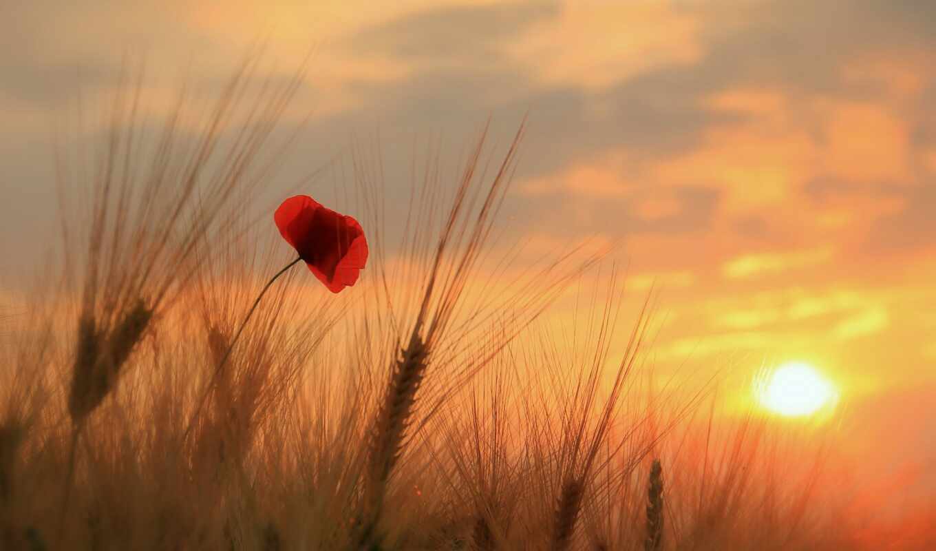 небо, цветы, sun, red, закат, поле, poppy, пшеница