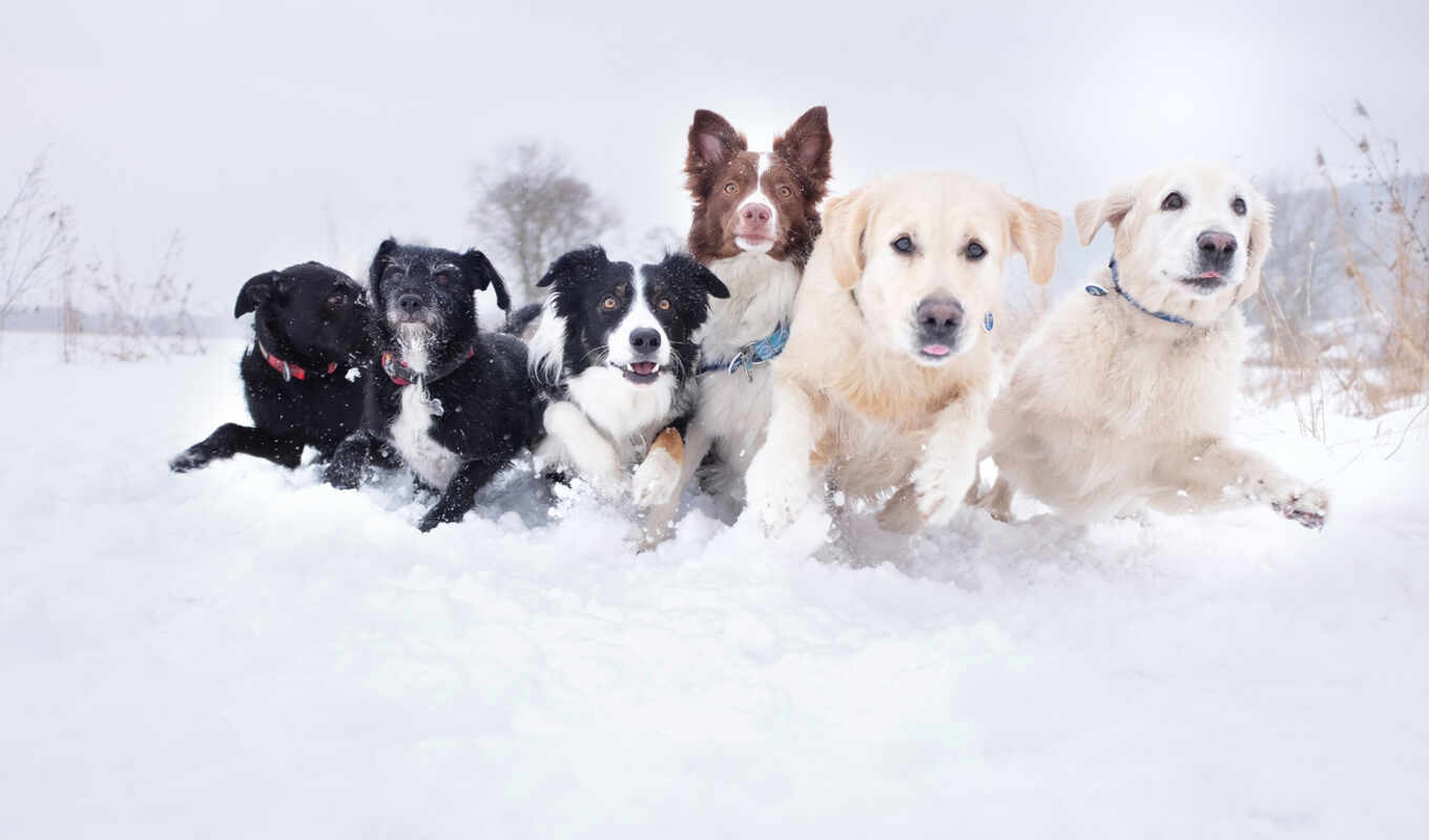 snow, winter, dog, different, muzzle, run