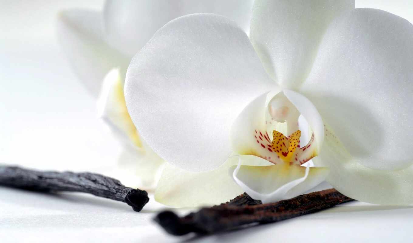 flowers, picture, orchid, orchids, photo wallpapers