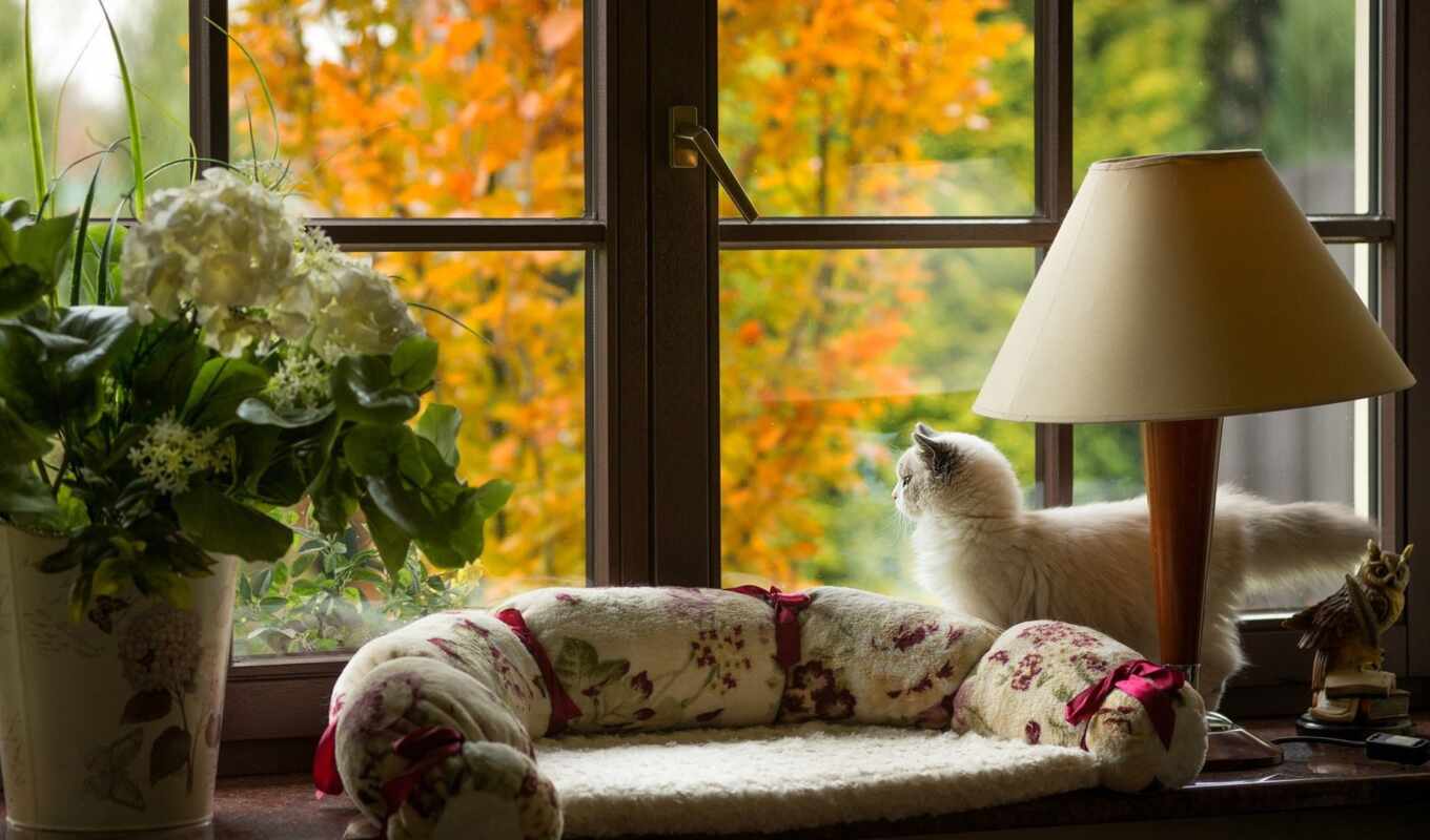 page, window, cat, autumn, cats, lamp, cvety, consignor
