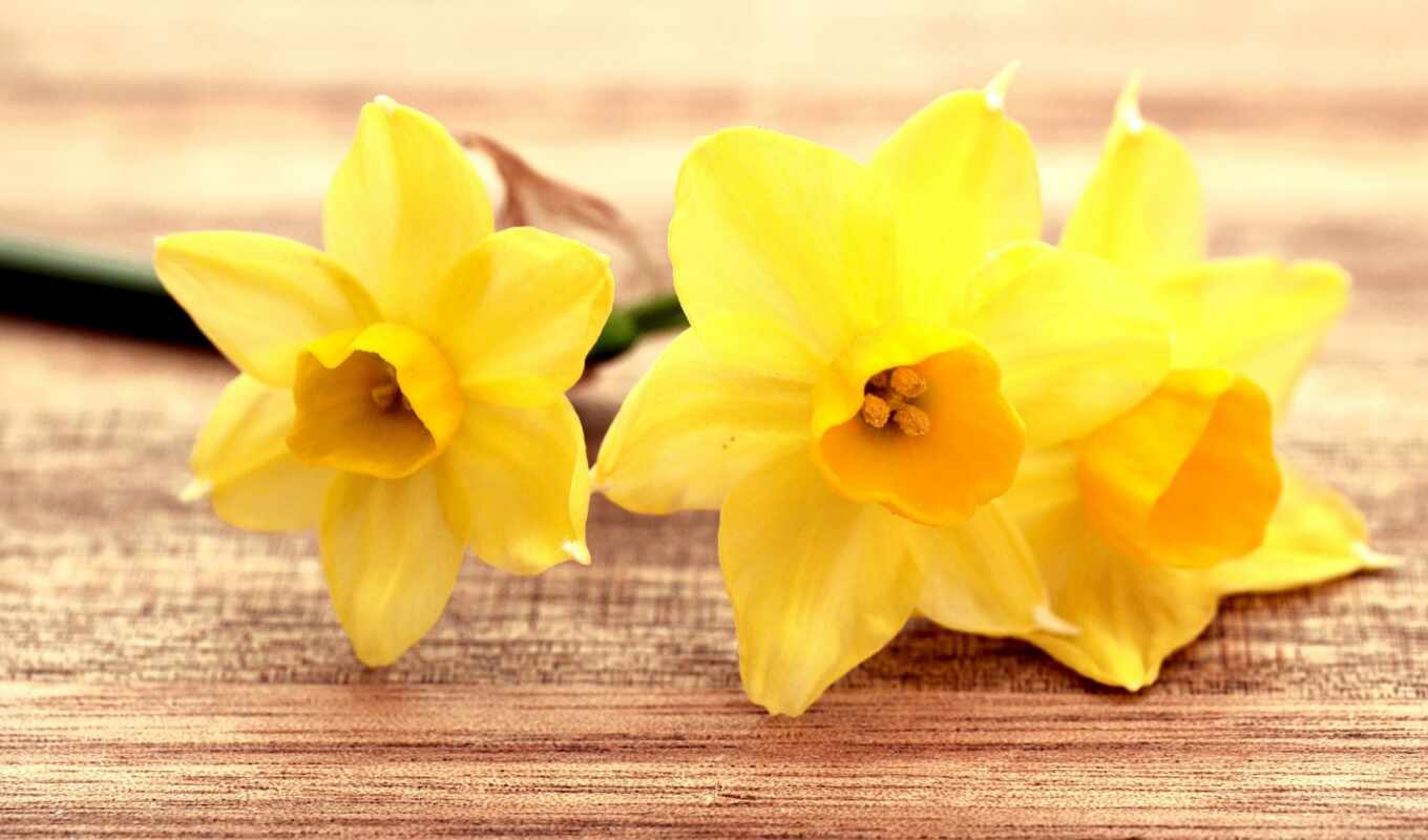 free, page, yellow, cvety, daffodils