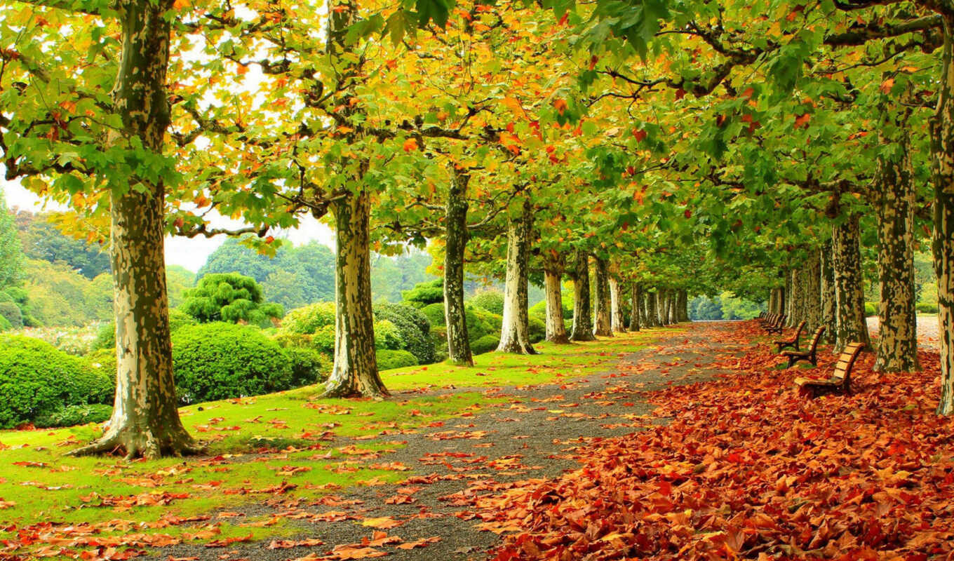 природа, лист, дерево, осень, красивый, flash, early, лиственный