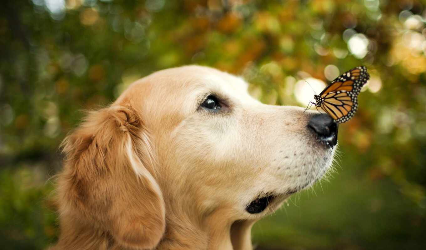 бабочка, собака, порода, funny, красивый, happy, give, cheerful