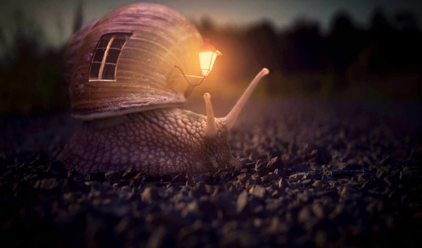 house, background, creative, home, night, fantasy, snail, lantern