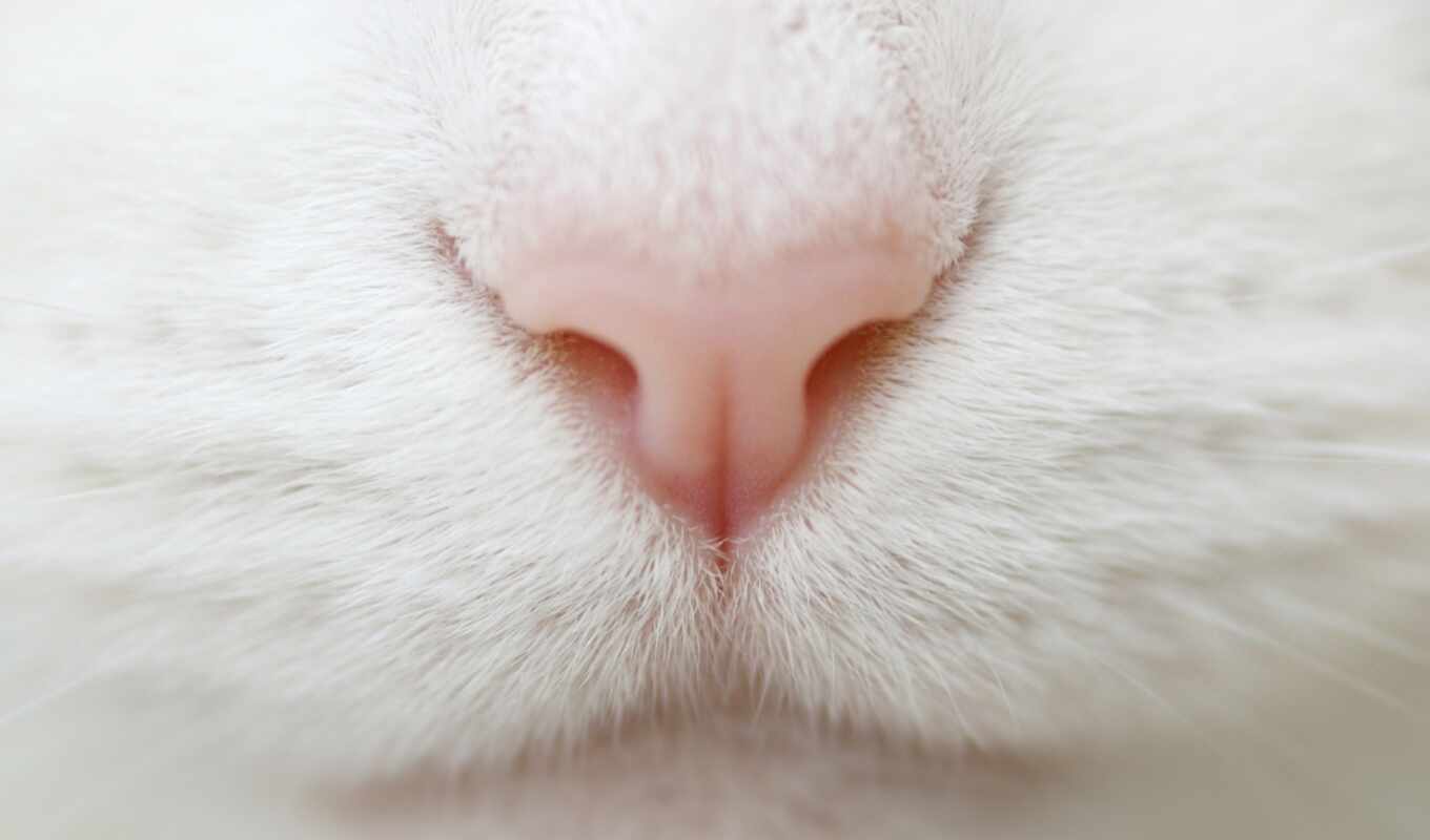white, кот, котенок, animal, зубы, baby, мех, closeup, нос