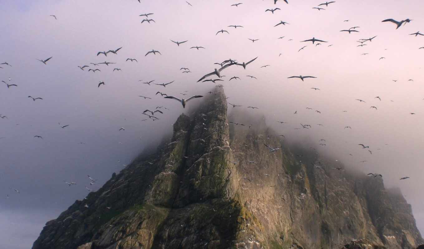 природа, гора, landscape, животные, птица, animal, fly, cliff, kilda