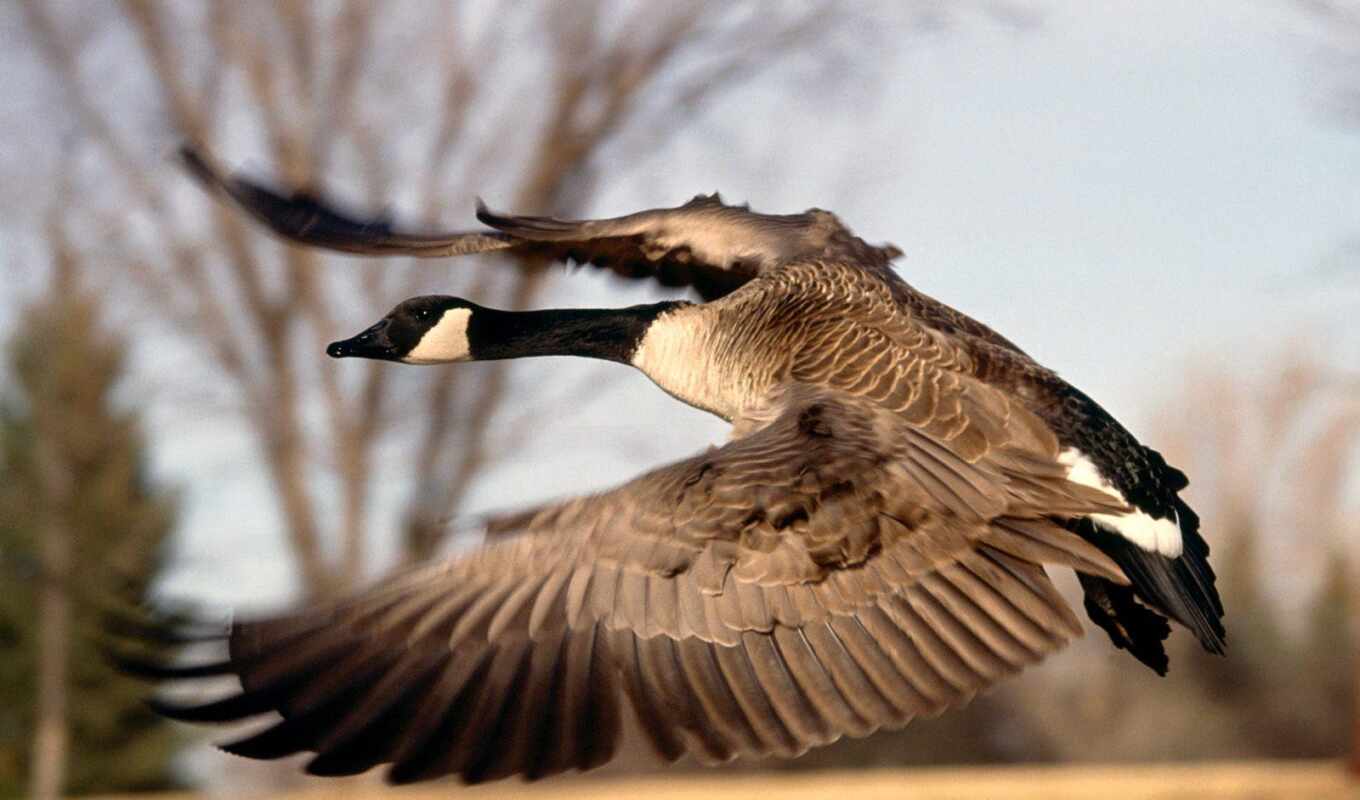 птица, weed, goose, казарка