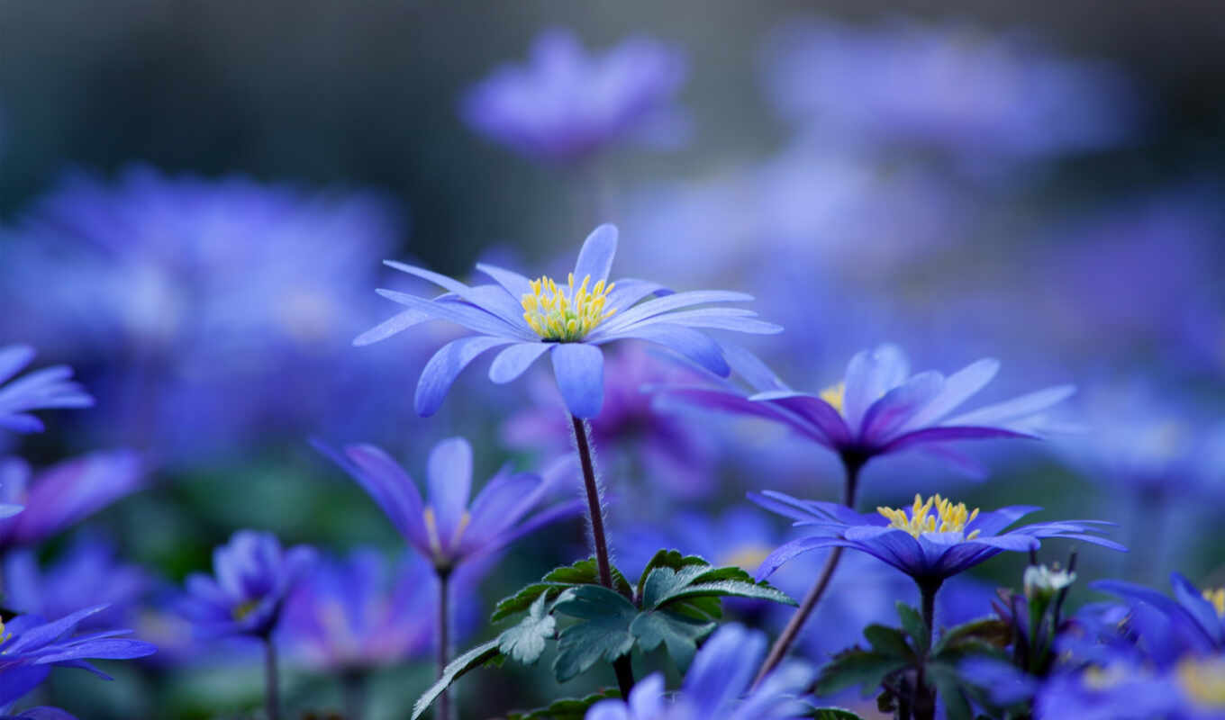 flowers, blue, color, blue, colors