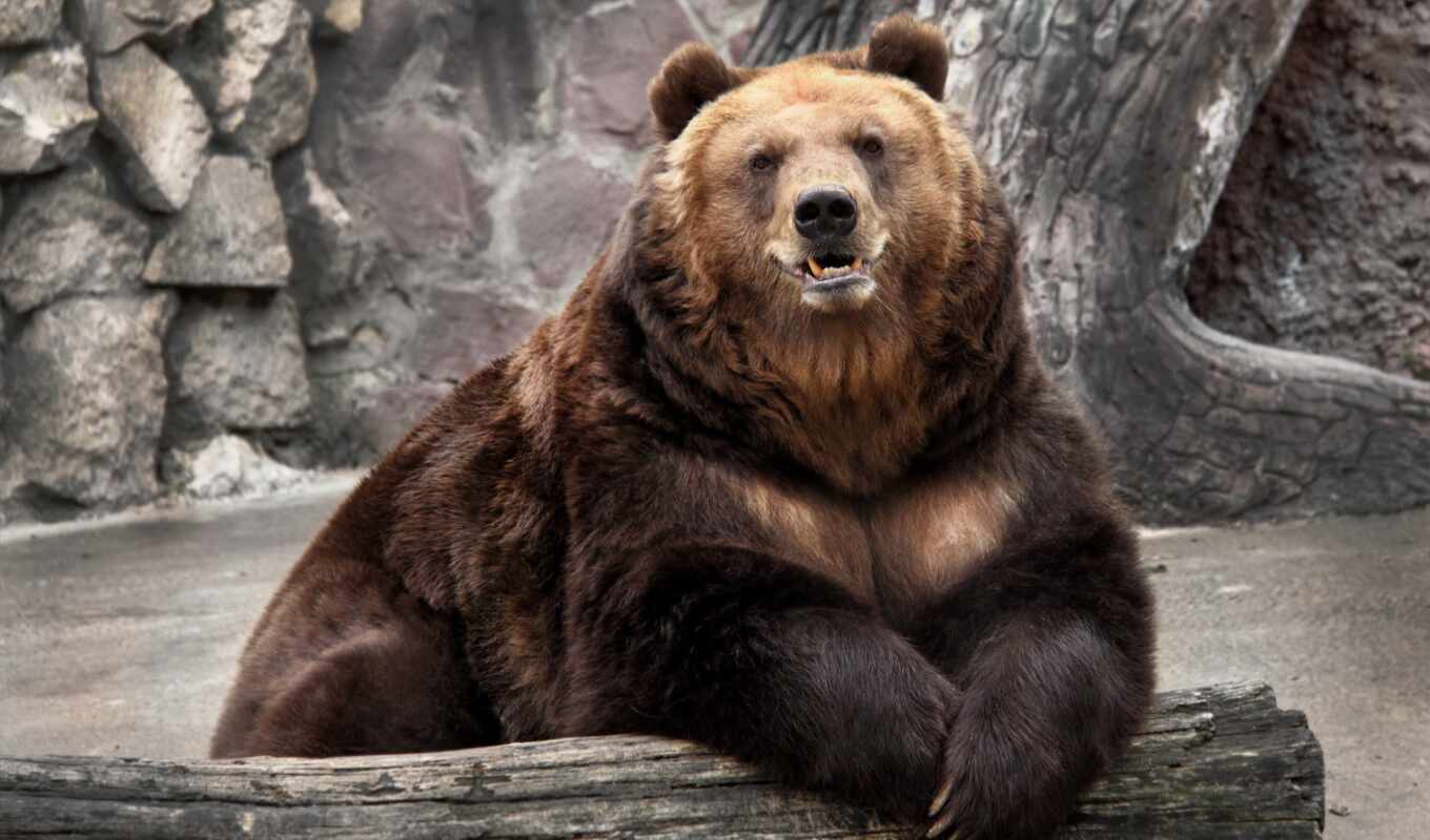 лежит, zoo, медведь