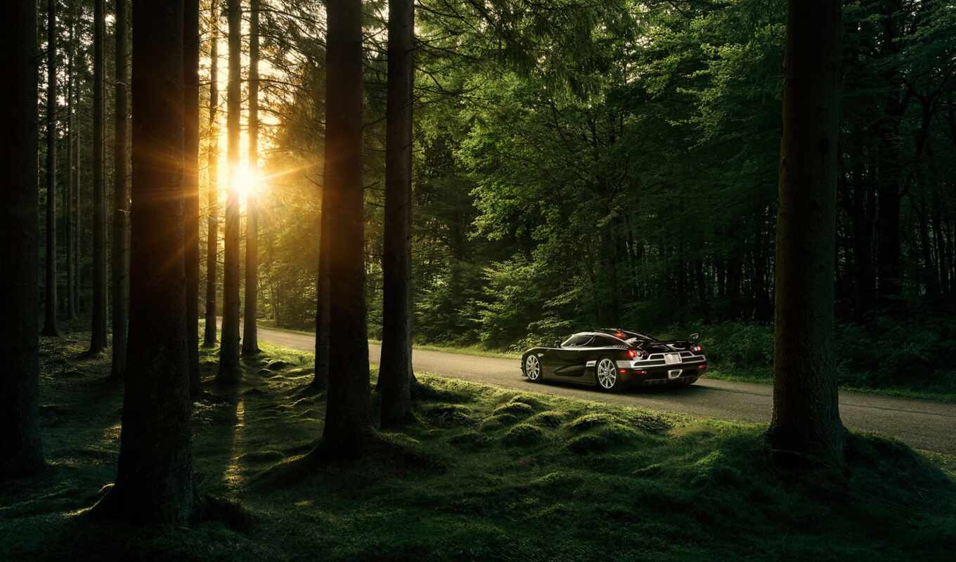 picture, black, forest, auto, forest, cars, forestever