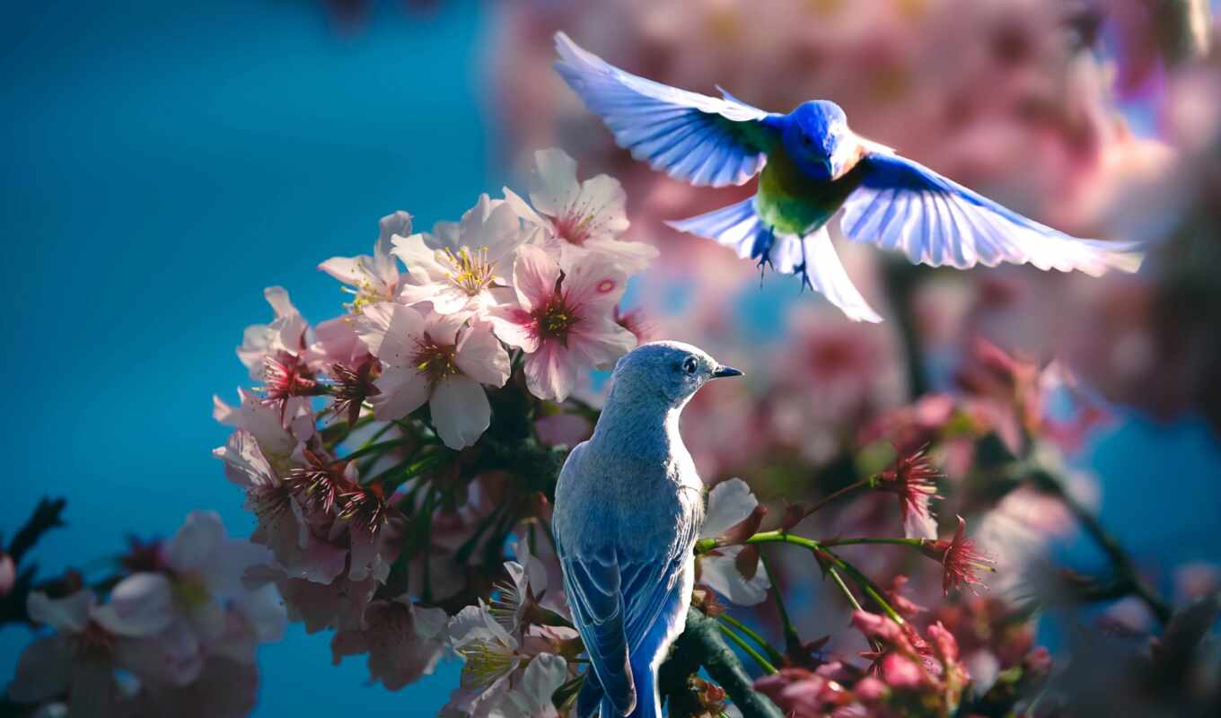 природа, птица, branch, весна, steam
