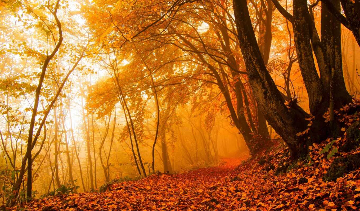 sheet, tree, forest, autumn, sheet, park, expensive, nature, floresta, outono