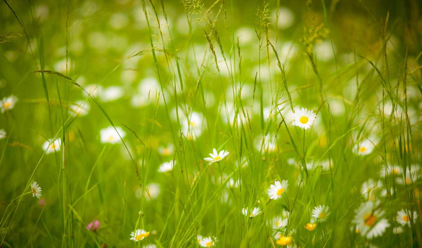 summer, grass, land, chamomile, meadow, sale, advertisement, region, course, rent, solncevskii