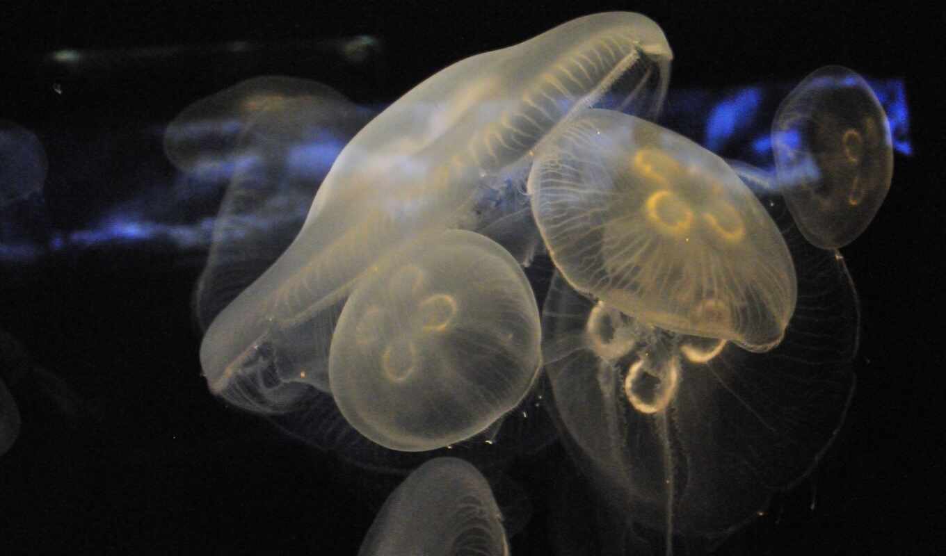 jellyfish, underwater, миро