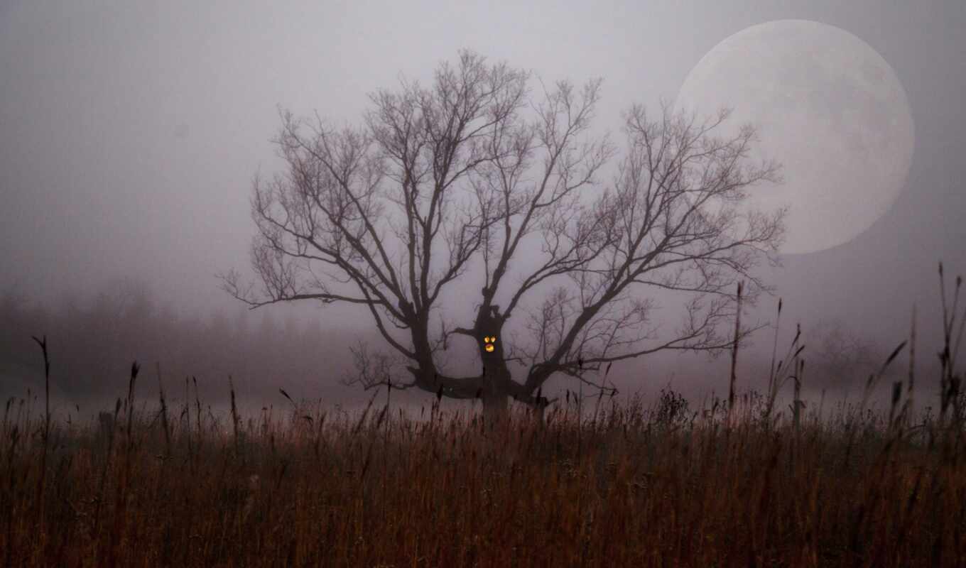 дерево, ночь, луна, branch, туман