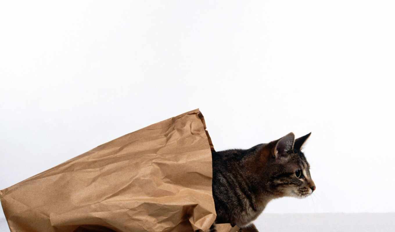 cat, cats, bag, package