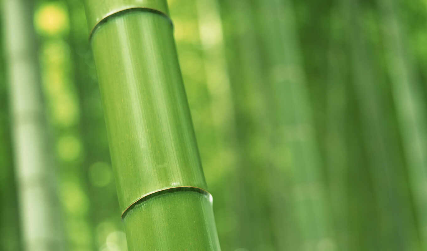 бамбук, растет