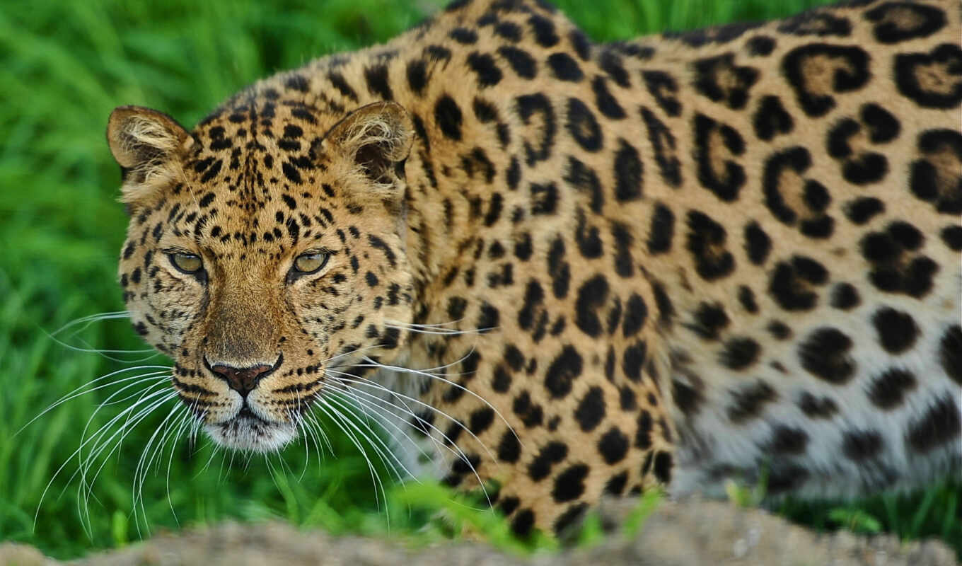 big, animals, year, leopard, leopards, jorgebarbera