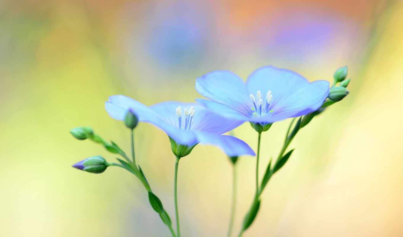 desktop, blue, background, flowers, blurring, len