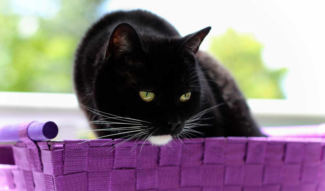 фото, black, white, кот, близко, public, gato, royalty, domain, im-gene, pikrepopage