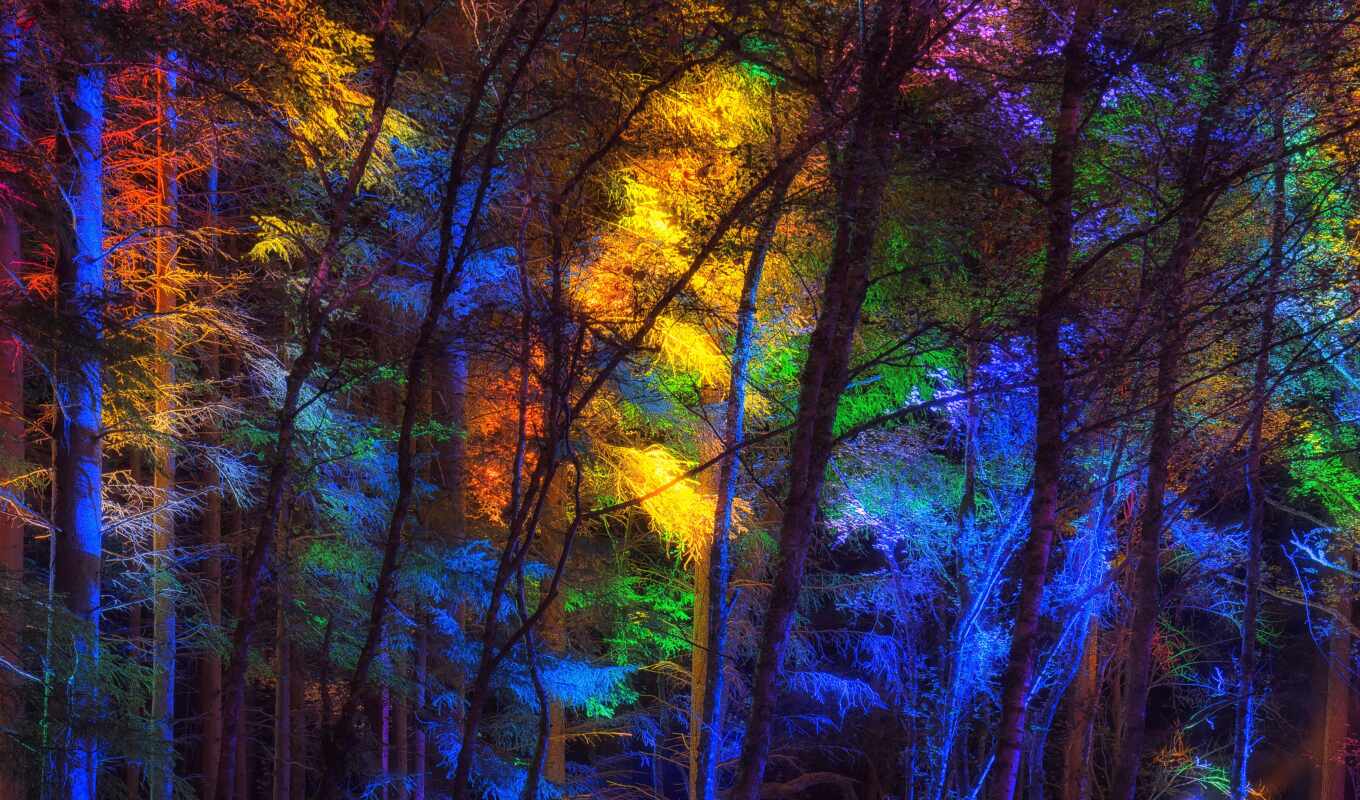 wall, colorful, picture, paint, light, tree, night, forest, basket, canvas, tapestry