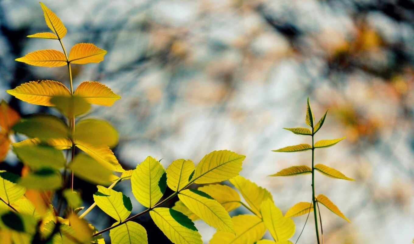 природа, лист, осень, branch