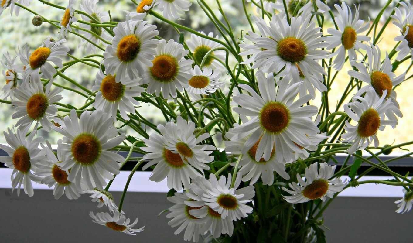 flowers, summer, bouquet, chamomile, because