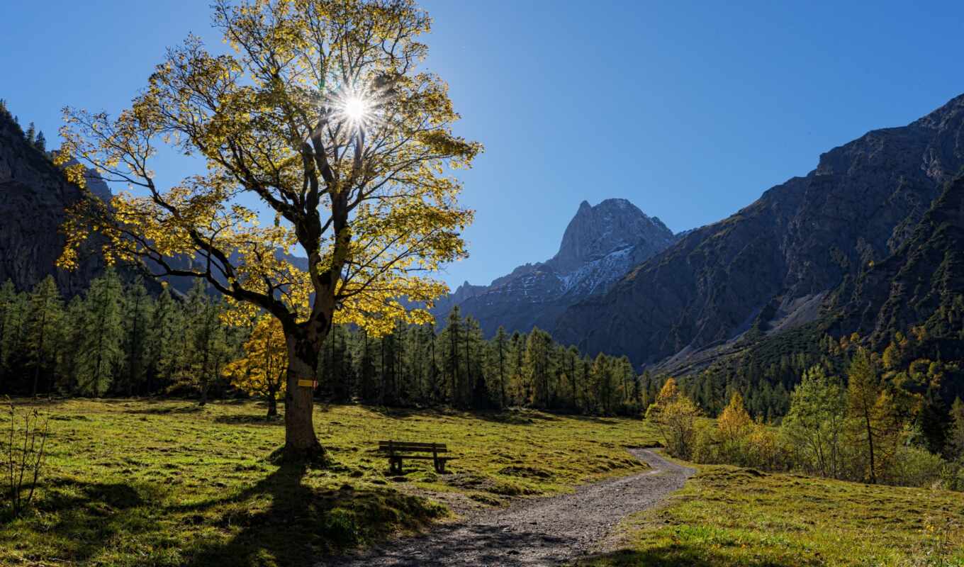 tree, mountain, Austria, tyrol