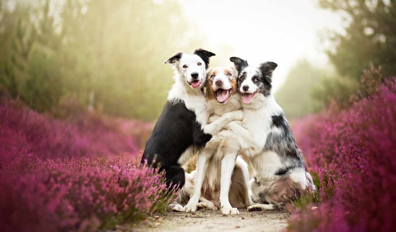 dog, animal, border, collie