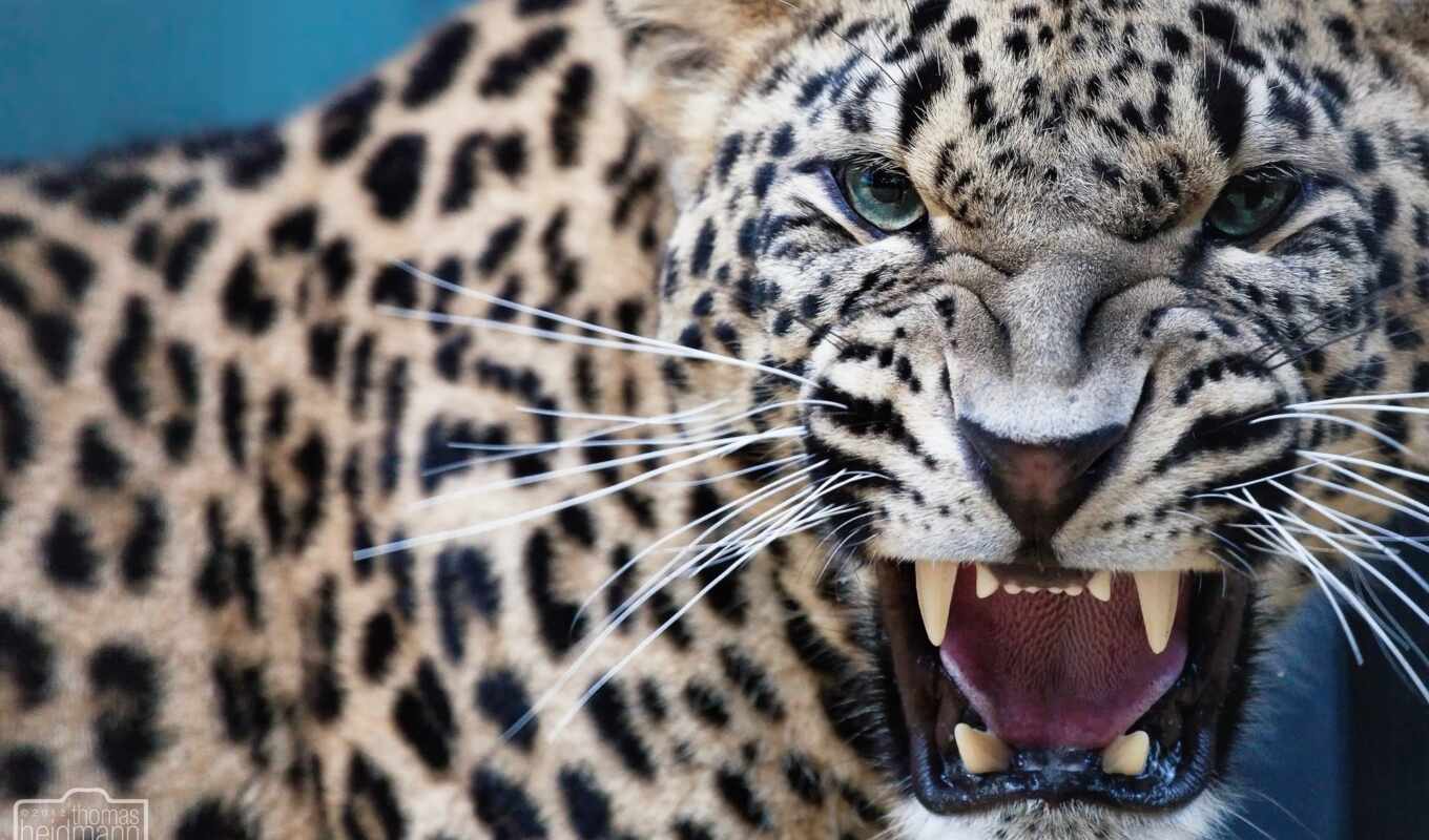 leopard, predator, roar, ass