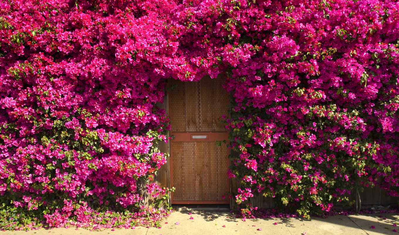 beauty, the door, lives, fence, carpet, love, bougainville