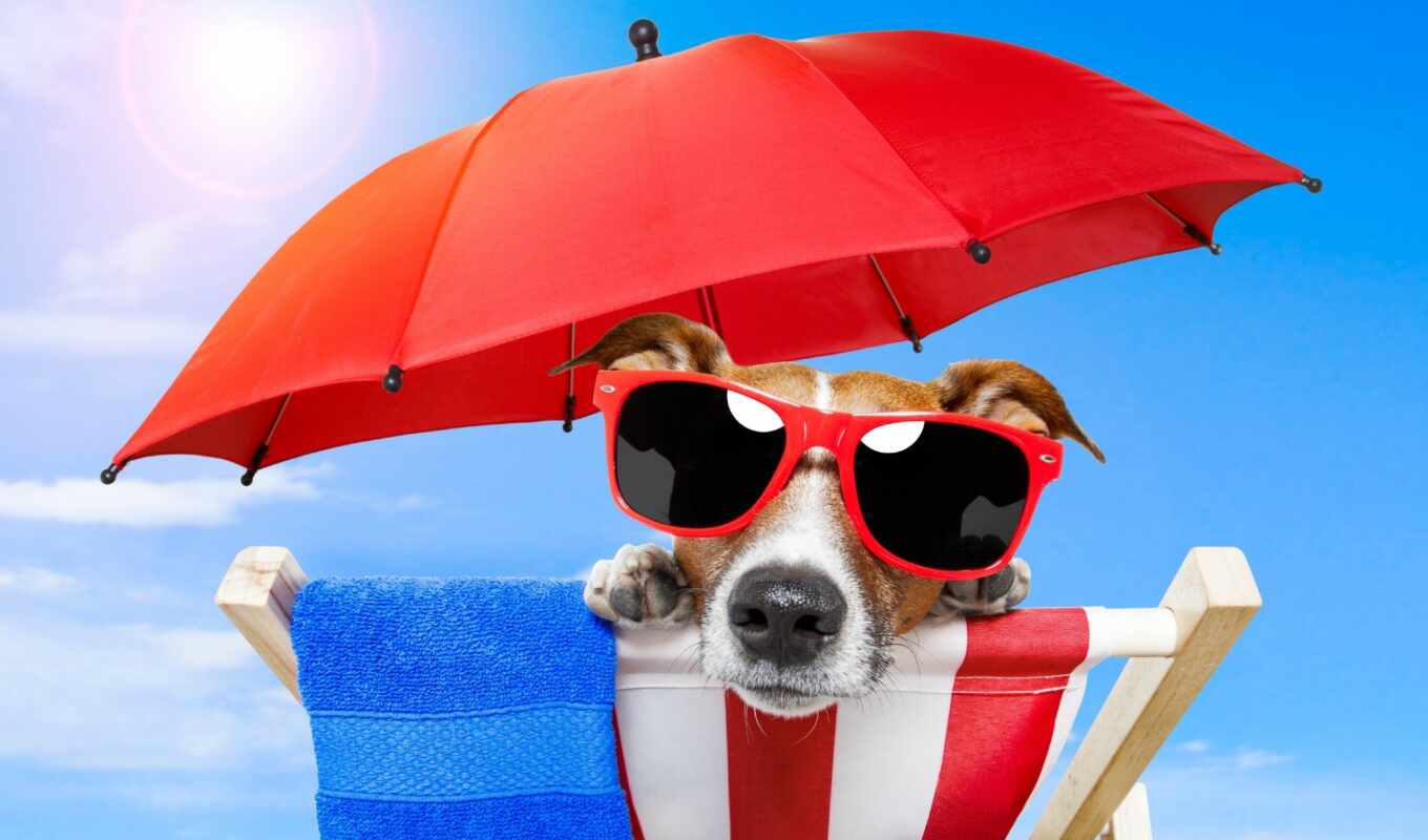 summer, sun, пляж, собака, размере, очки, щенок, собаки, animal, телефона, рисунки