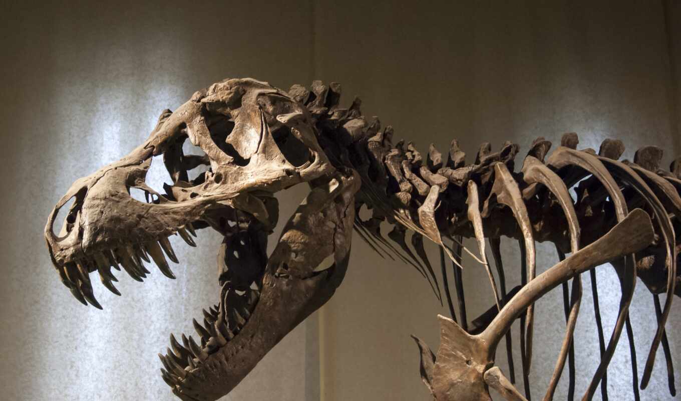 thiranosaurus, that, rex, skelett, dw, fototapete, raksasa, dinosaur, iptek, ditemukan