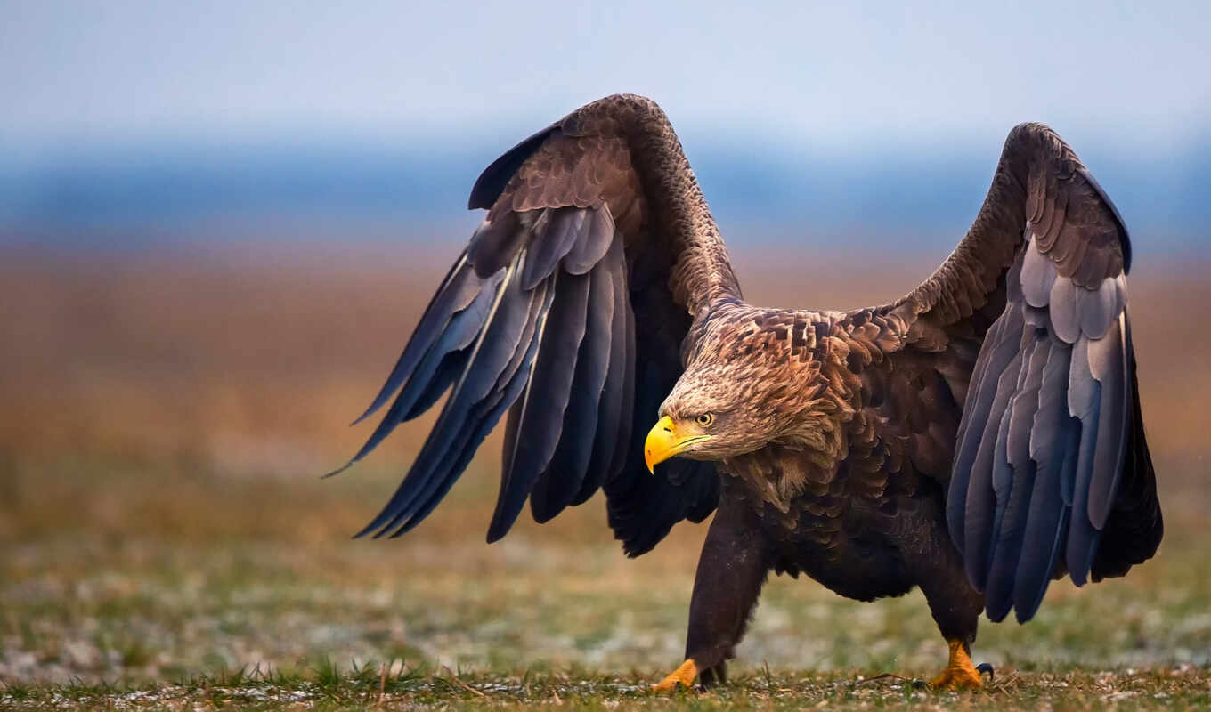 bird, orlan, areas, zhivotnye, look, birds, wings, Saratov, orals