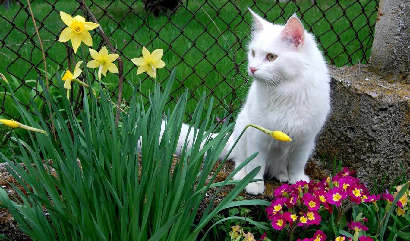 природа, цветы, white, кот, pantalla, among, мех, descargar, gratis, gato, entre