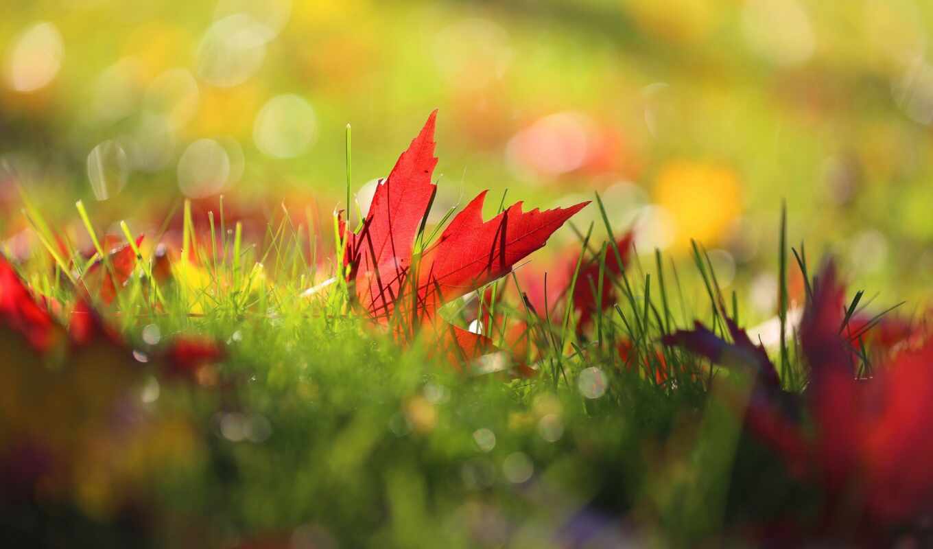 nature, sheet, grass, autumn, side, makryi