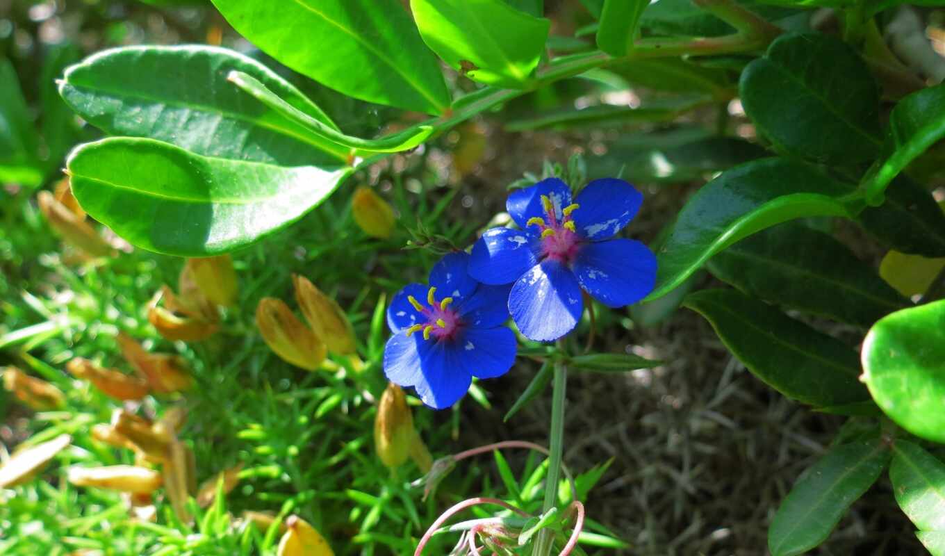 flowers, blue, free, add, the original, your, plant, grow up, high - quality, dayflower