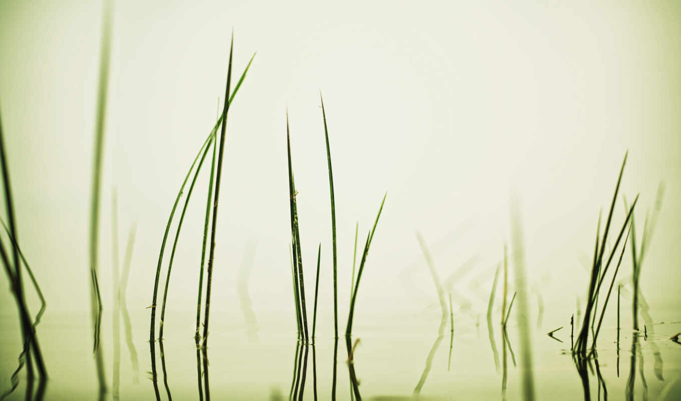 nature, drop, white, background, grass, water, add, swamp, complain, makryi
