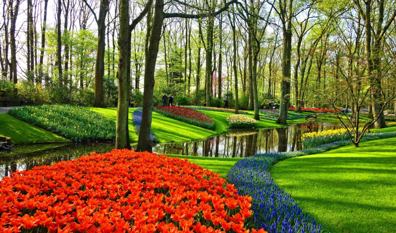flowers, Netherlands, park, holland, Ekaterinburg